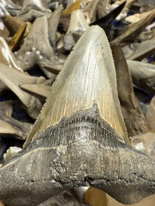 BIG 3.62” Angustidens Shark Tooth South Carolina Fossil Megalodon Ancestor - Picture 1 of 6