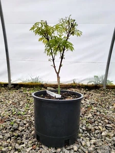Acer japonicum X 'Gossamer' Dwarf Full Moon Japanese Maple - 3 gallon - Picture 1 of 4