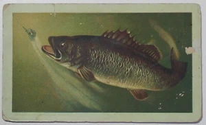 1889 ARBUCKLE COFFEE COOKING Series # 42 BLACK BASS RARE Trade Card - Bild 1 von 2