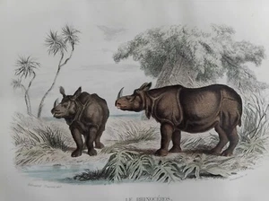 RHINOCEROS  GRAVURE COULEURS 1848 BUFFON ANIMAUX B18 - Imagen 1 de 2