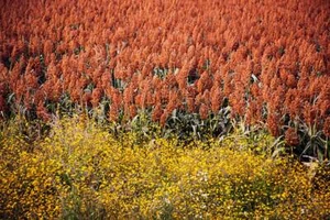 Rox Orange cane {Waconia} 100+ seeds Ol Time Favorite! high yield Free Shipping! - Picture 1 of 3