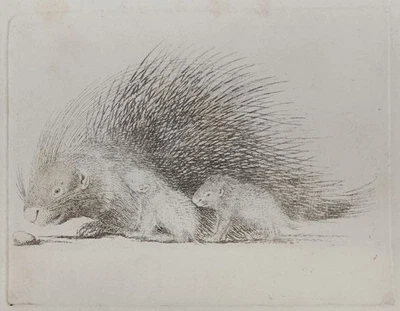 Stachelschwein mit zwei Jungtieren - Radierung - Zoologie Nagetier Tier - 1890 - Bild 1 von 4