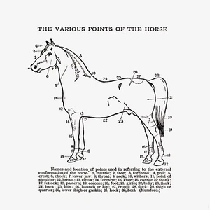 10083.Decor Poster.Room home wall Interior art design.Chart description of horse - Picture 1 of 1