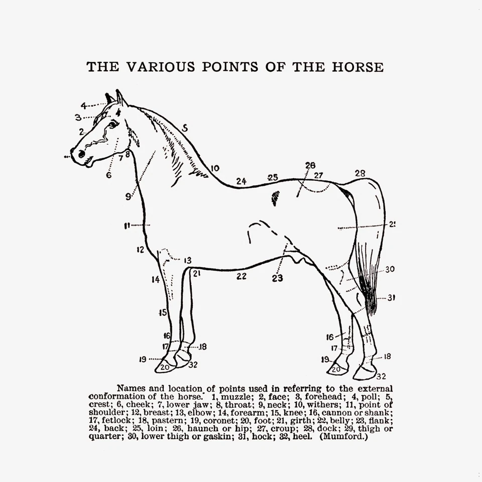 10083.Decor Poster.Room home wall Interior art design.Chart description of horse - Image 1 of 1