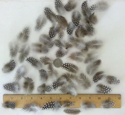 50 pequeñas plumas naturales de aves de Guinea de perlas de 1 a 2+ pulgadas de largo sin crueldad EE. UU. Foto 1 de 4