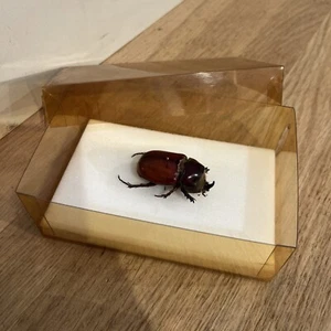 Collection Scarabée Bousier Taxidermie 6 cm - Picture 1 of 9