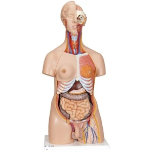 Modelo Torso Humano Doble Sexo 3B Scientific B30 Deluxe, Modelo Anatómico 20 Piezas - Imagen 1 de 9