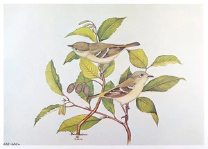 Rex Brasher Bird Print, Huttons Vireo on Alder branch, 16x12 in. - Picture 1 of 3