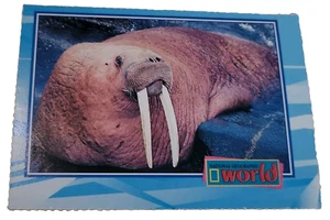 National Geographic World Sea World Trading Card Walross (H7 - Bild 1 von 2