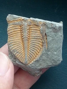 24g Silurzeit Coronocephalus Trilobit Schwanz Gestein Präparat Hunan China - Bild 1 von 12
