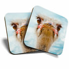 2 x Coasters - Grumpy Ostrich Bird Home Gift #8957