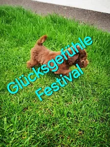2x Glücksgefühle Festival E-Tickets - Bild 1 von 1