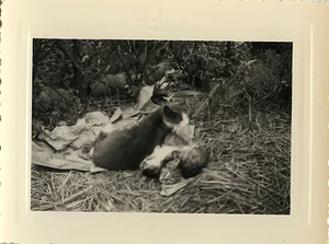 ALTES FOTO - VINTAGE SNAPSHOT - KATZE KÄTZCHEN GETRAGEN GEBURT - CAT BIRTH - Bild 1 von 1