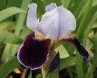 Iris John's Dad 9cm Pot Max postage charge £5.90 see description