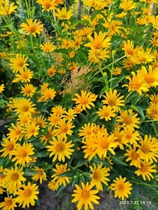 SAMEN Winterharte mehrjährige Stauden Sonnenblume gelb blüht Sommer Helianthus - Bild 1 von 2
