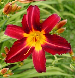 Daylily STAFFORD Hemerocallis BURGUNDY RED Day Lily STAFORD Plant ORGANIC 6"15cm - Picture 1 of 2