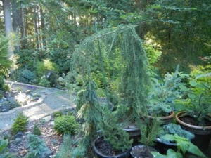 Weeping Deodar Cedar - Cedrus deodora 'Girard Weeping' - 1 - Year Live Plant - Picture 1 of 2