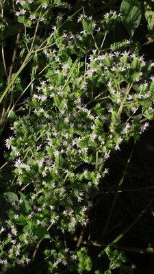 min 500 Echter Majoran (Origanum majorana) - Bild 1 von 2