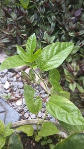 Passion Fruit - Possum Purple - Passiflora edulis 1 Live Plant - Picture 1 of 1