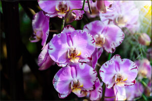 VLIES FOTOTAPETE Selbstklebend TAPETEN XXL schöne Orchideen 846