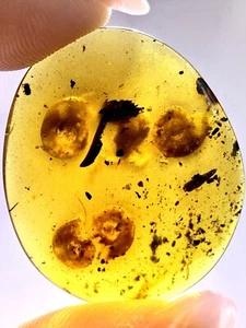 Eine Familie von fünf Schnecken 🐌 Burmit Kreide Bernstein Fossil Dinosaurier Ära - Bild 1 von 4