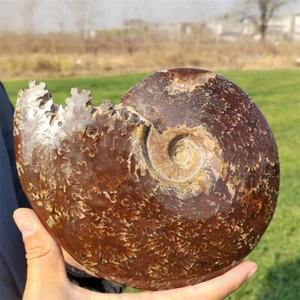 1.39kg Natural Ammonite Fossil Reiki Crystal Specimen Mineral Crystal Decor Gift - Picture 1 of 12