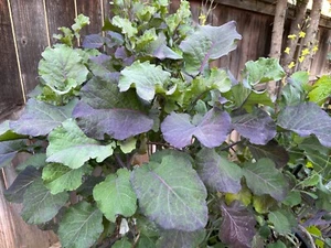 Purple Tree Collards /Kale Perennial Cuttings(3) or Rooted Plant: Food Security! - Picture 1 of 6