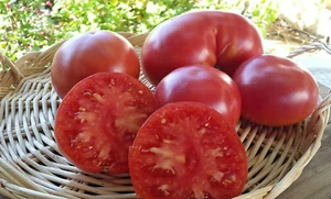 10 graines de tomate rare Giant Belgium heirloom tomato seeds méth.bio - Imagen 1 de 5