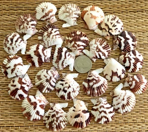 25 TRANQUEBARICUS PECTEN SEA SHELLS - GREAT FOR CRAFTING - Picture 1 of 5