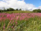 Photo 6X4 Ervey Townland Corranny There Is A Nice Display Of Rosebay Will C2010