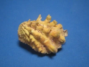 Cardita crassicosta (Lamarck, 1819) "DARK-YELLOW!"  (45.5mm) - Picture 1 of 6