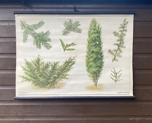 Vintage botanische aufrollbare Schulkarte eines Wacholderbaums. Gin - Bild 1 von 12