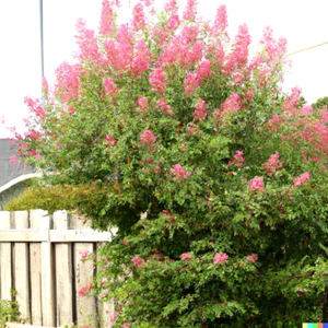 500+ Pink Spiraea Seeds (S. tomentosa) | Hardy Flowering Shrub, Free Shipp - Picture 1 of 8