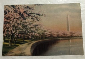 Potomac Becken, Kirschbäume in Blüte, Washington, D.C. Postkarte (B3) - Bild 1 von 2