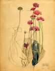 Sea Pink, Holy Island  : Charles Rennie Mackintosh : 1901 : Archival Art Print