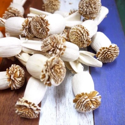 40 White Poppy Sola Wood Diffuser Flowers 2.5 x 4 cm Dia. for Decorate Craft - Image 1 of 4