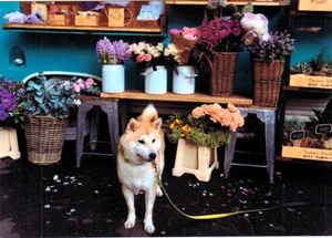HUSKY DOG IS EMPLOYED BY FLORIST Russian postcard - Picture 1 of 1