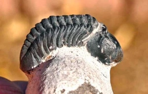 Fósil de trilobites, "bebé" Reedops de Marruecos - Imagen 1 de 5