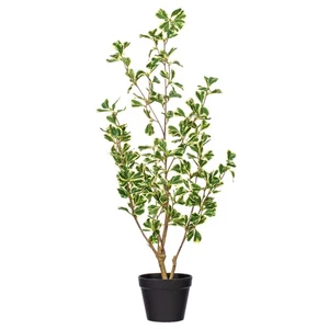 Ficus triangolo variegato 24" in vaso,, classe h2339="nome-prodotto" data-bind="... - Foto 1 di 3