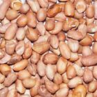 2 x 25kg sack = 50kg OF PEANUTS WILD BIRD SAFE QUALITY PEANUT,for table / feeds