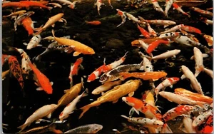 Postcard Colorful Carp Hawaii Fish - Picture 1 of 2
