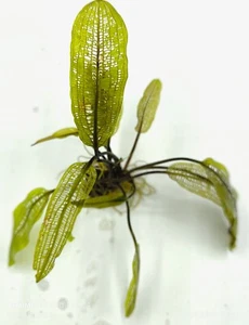 Aponogeton Madagaskarinis - Picture 1 of 1