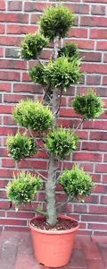 Gartenbonsai, Chamaecyparis lawsoniana Ivonne, hellgrün (130-140 cm) + Dünger - Bild 1 von 1