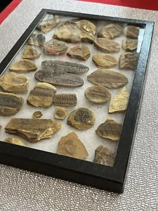 Beautiful plant fossil collection - Picture 1 of 23