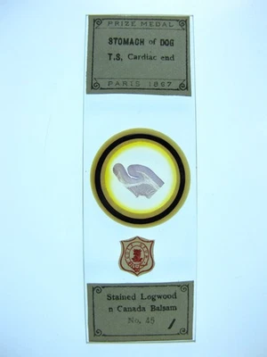 Antique microscope slide by A.C.Cole. Stomach of Dog. T.S. Cardiac end. 1883. - Image 1 of 3