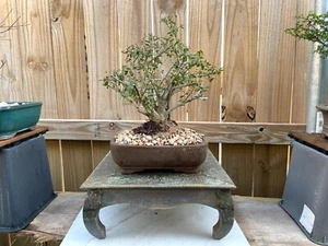 AWESOME! Fantastic Yaupon Pre-Bonsai, 12 Years, Great Trunk - Picture 1 of 9
