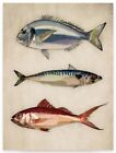 Leinwandbild Keilrahmen, Fische aus dem Meer 45x60 cm, Vintage Deko Bild Kche