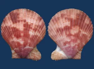 Shell Mimachlamy gloriosa Seashell - Imagen 1 de 2