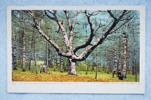 The Wizard Tree - Intervale, White Mountains, New Hampshire - Picture 1 of 2