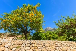 Wandbild: Zitronenbaum im Frühling im Dorf Deia, Insel Mallorca, Spanien [...] - Bild 1 von 18